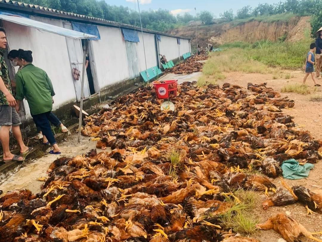 Elektrický zkrat v horkém počasí, uhynulo 10 000 kuřat - 1 Chập điện giữa nắng nóng, 10.000 con gà lăn ra chết - 1