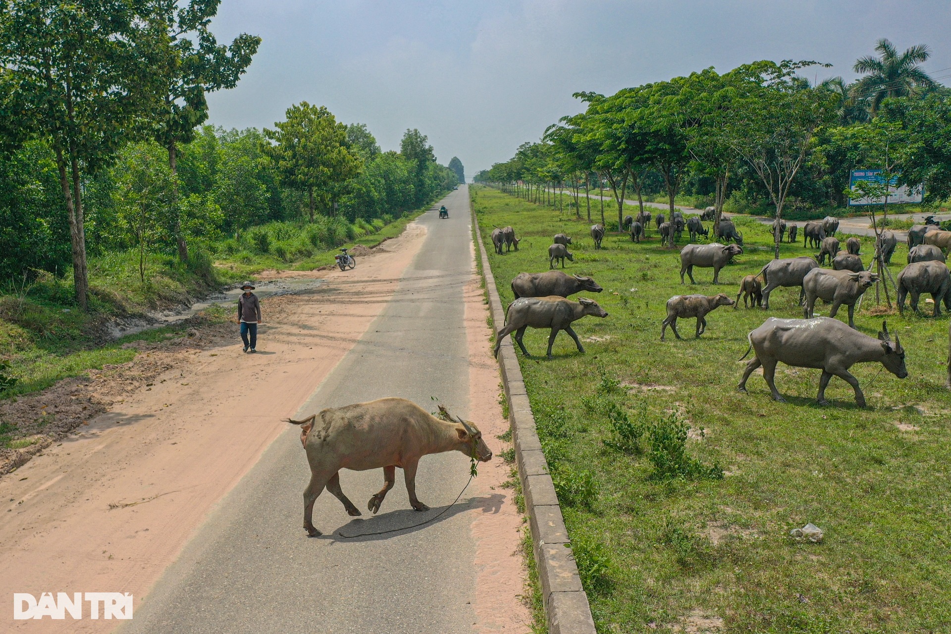 Thành phố ma Nhơn Trạch hoang tàn, thành nơi thả trâu sau 20 năm - 5