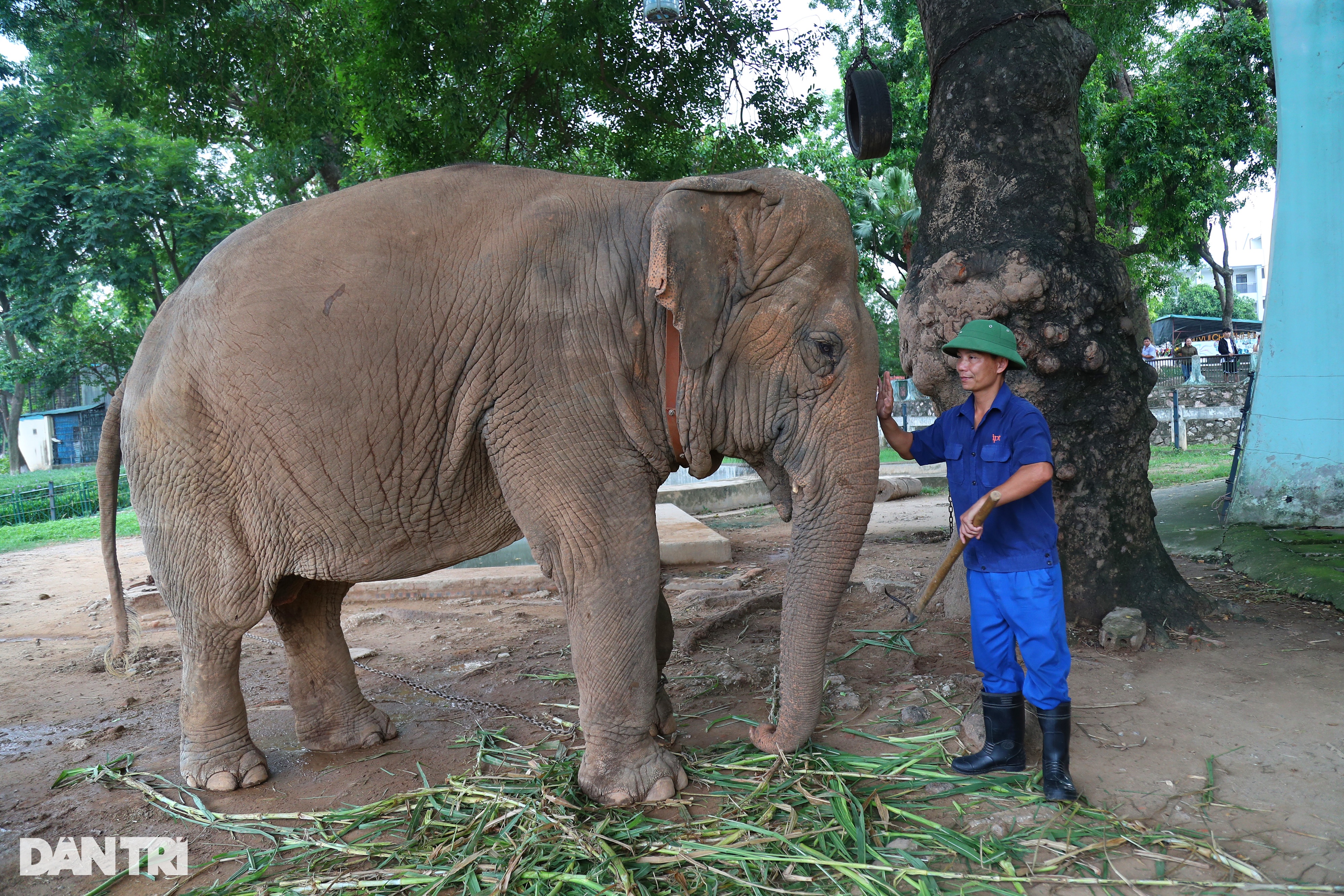 Giám đốc vườn thú Hà Nội lên tiếng vụ voi bị giam cầm, xích chân  - 2