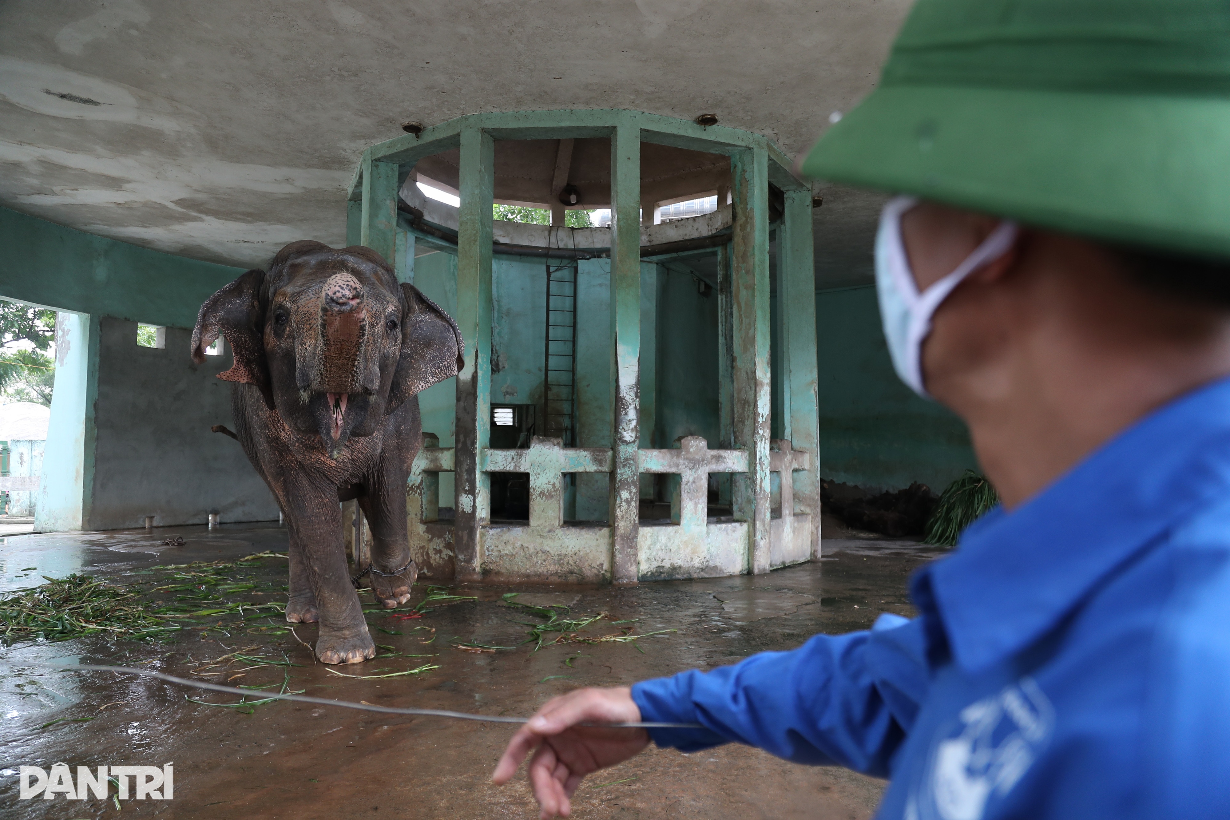 Cvičitel slonů hovoří o tom, jak v parku Thu Le připoutal dva slony k řetězu - 2 Quản tượng nói về việc xích chân hai chú voi trong công viên Thủ Lệ - 2