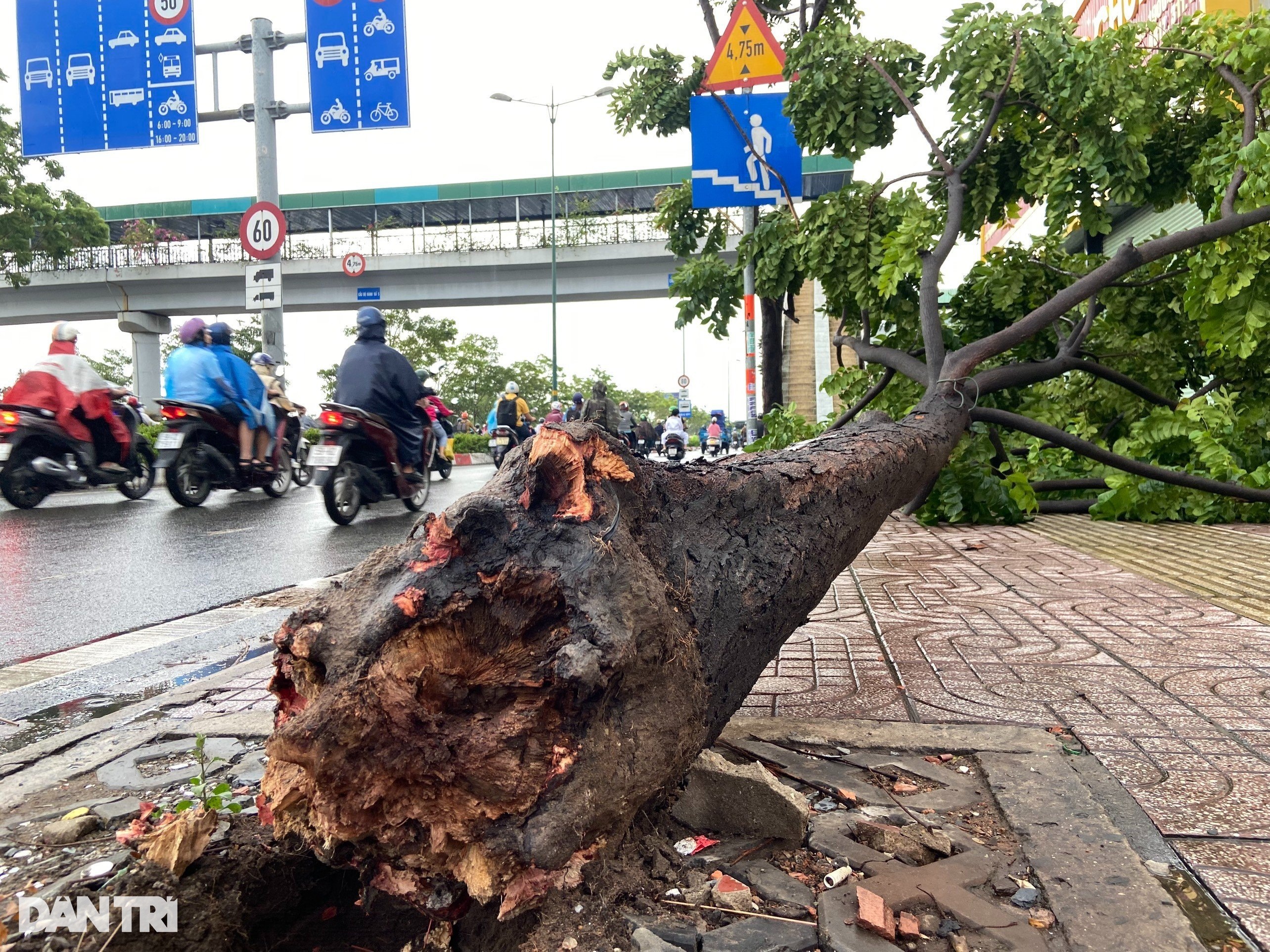 TPHCM mưa diện rộng đến cuối tuần - 2