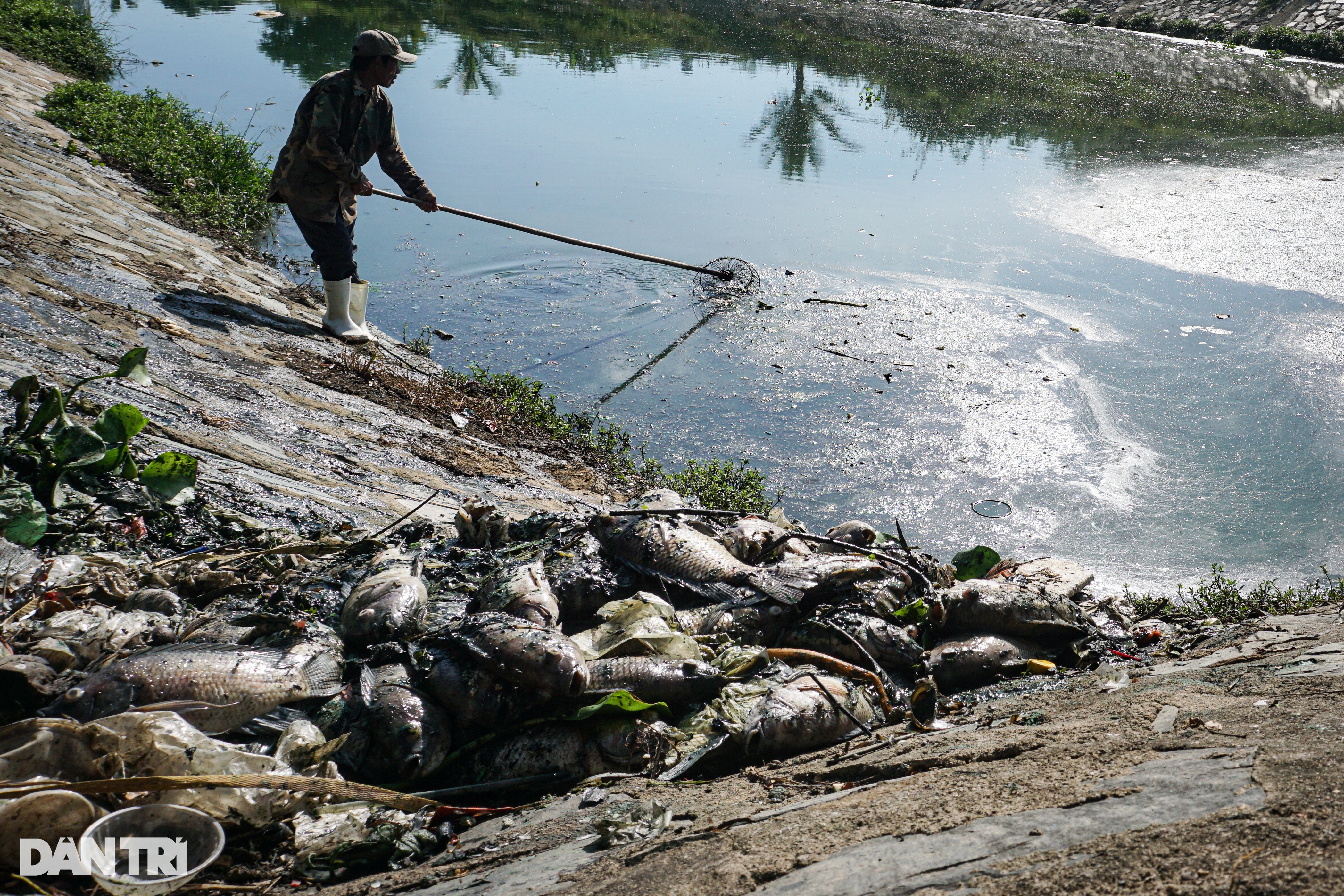 Cá chết hàng loạt ở Đà Nẵng sau cơn mưa đầu mùa - 4
