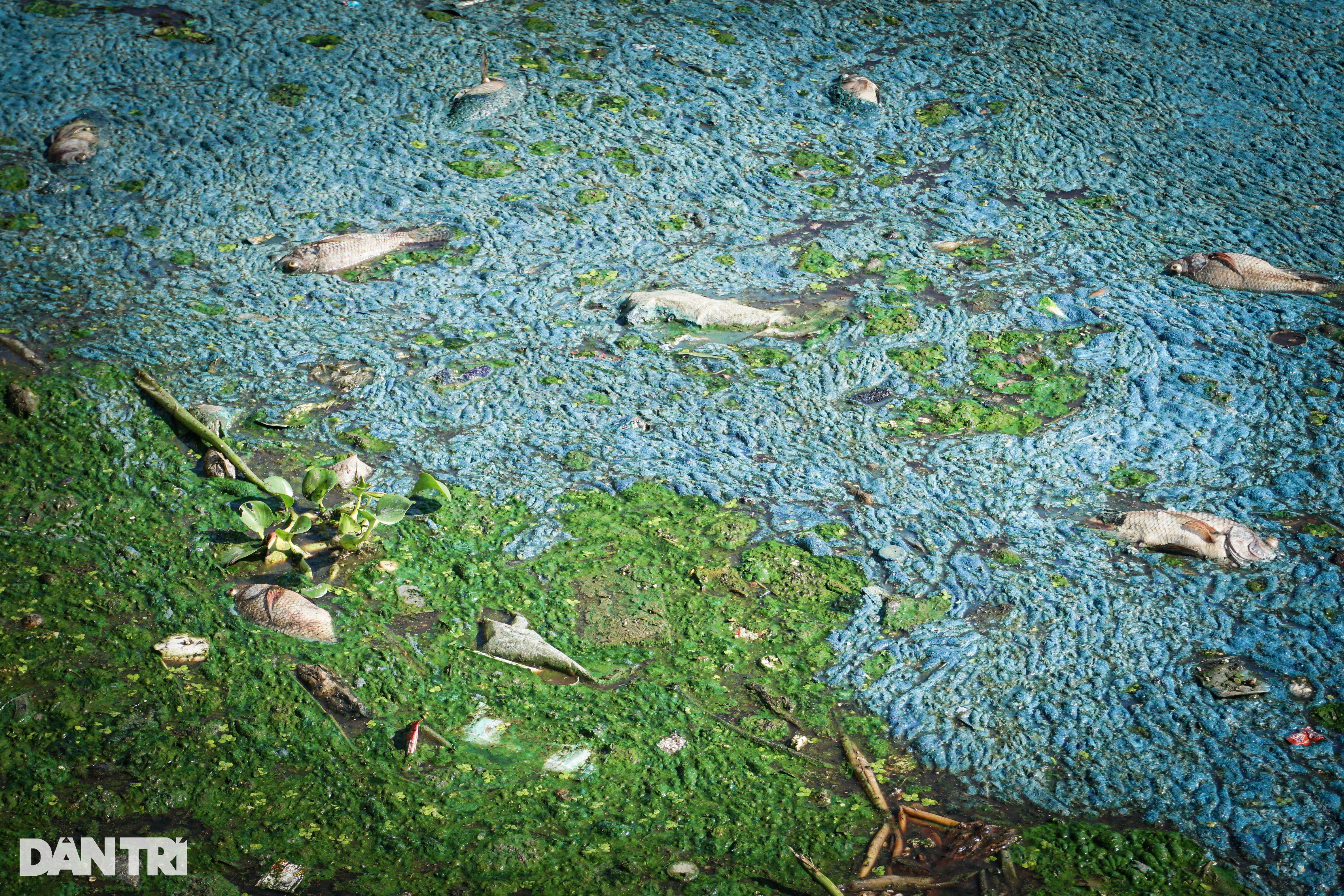 Cá chết hàng loạt ở Đà Nẵng sau cơn mưa đầu mùa - 3