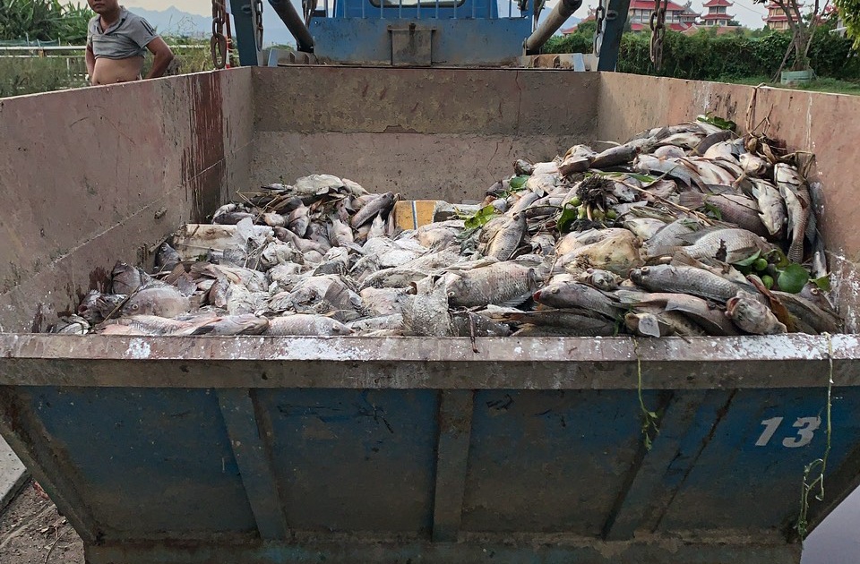 Cá chết hàng loạt ở Đà Nẵng sau cơn mưa đầu mùa - 5