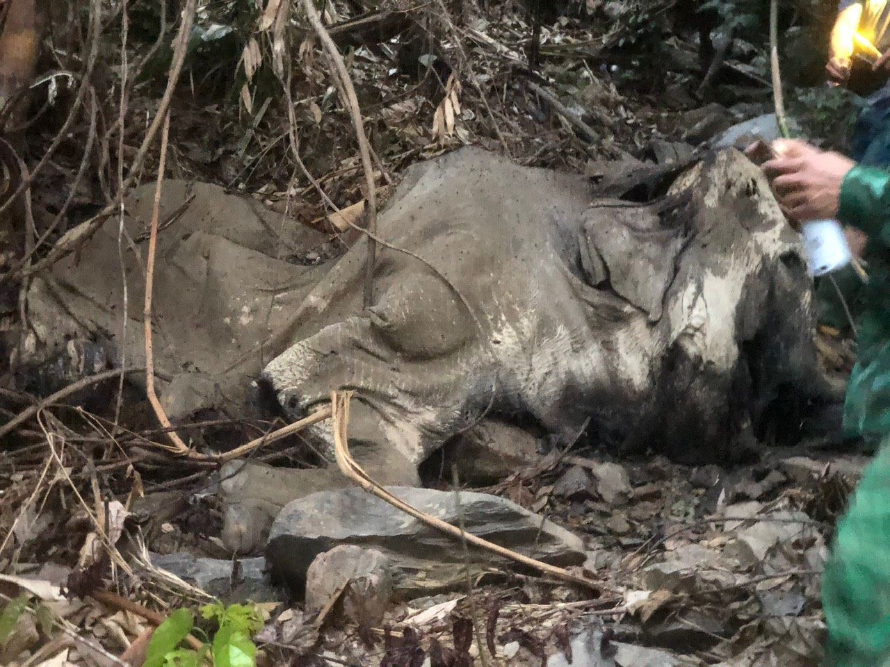 Vụ phát hiện xác voi trong rừng: Đàn voi 3-4 con, từng quật chết người - 1