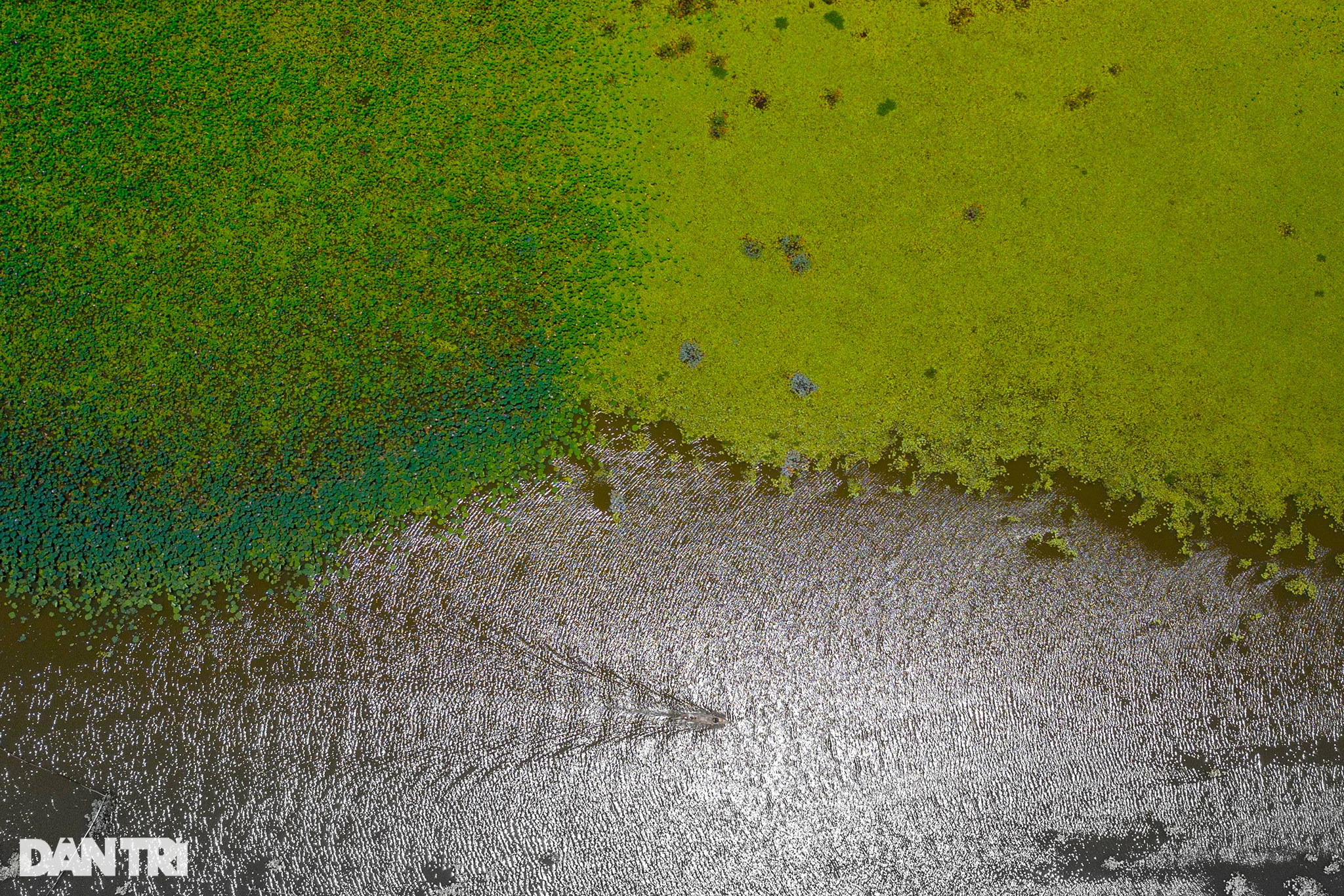 View - Khám phá vẻ đẹp hoang sơ Bãi Sậy sông Đầm giữa lòng Quảng Nam | Báo Dân trí