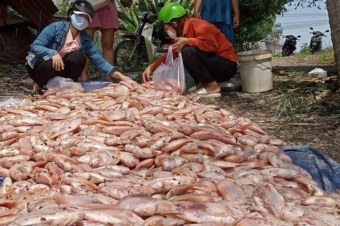 Đồng Nai: Nước lũ cuốn hàng trăm tấn cá nuôi lồng bè - 2