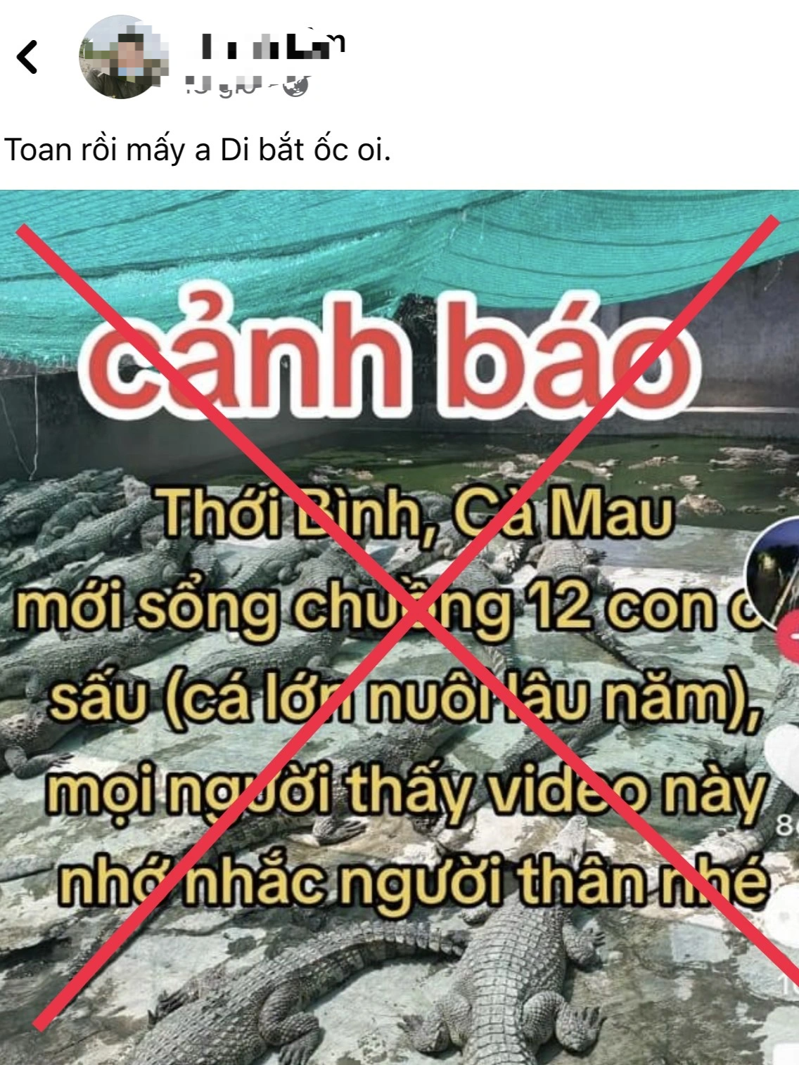 Tin 12 con cá sấu xổng chuồng ở Cà Mau là thất thiệt - 1