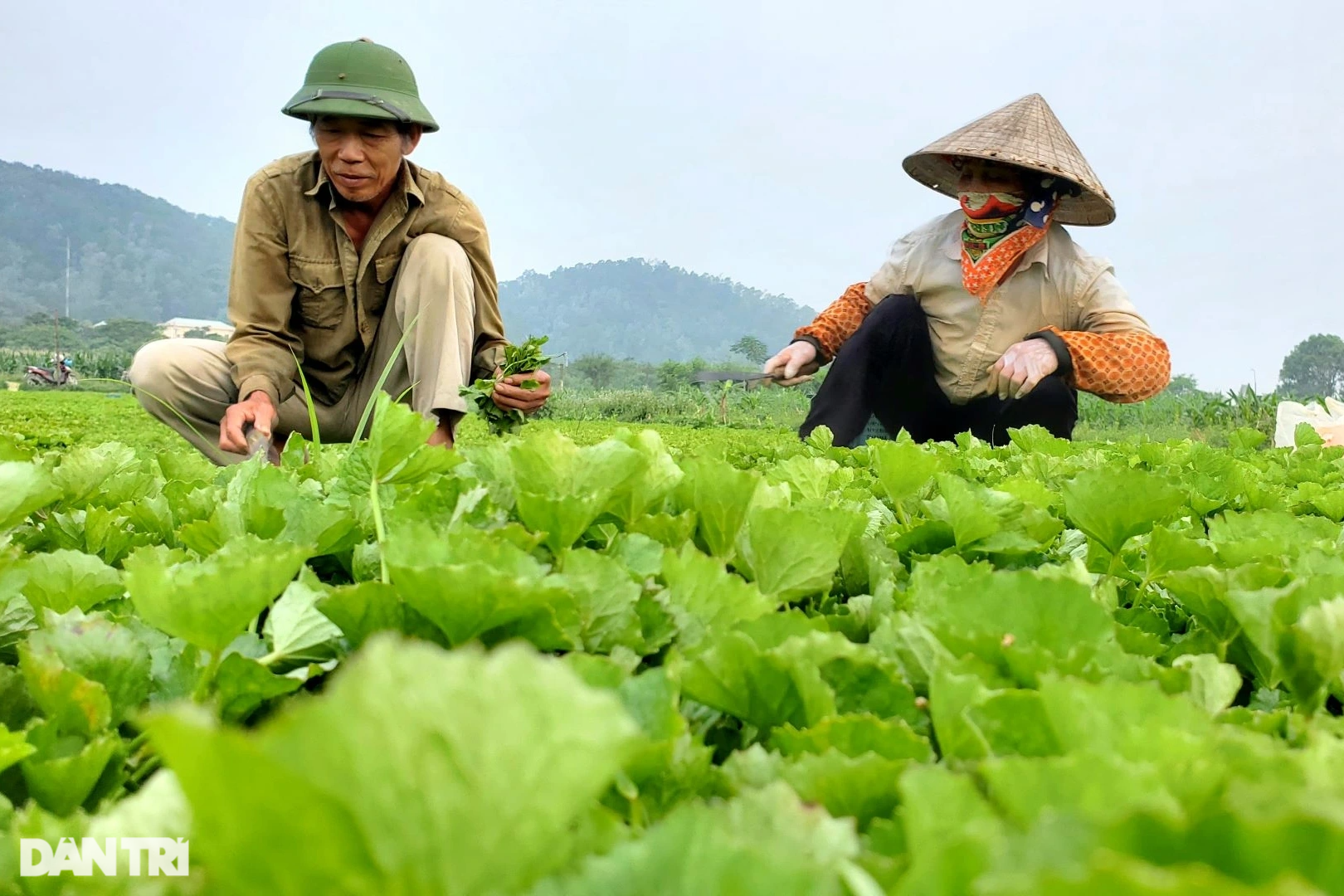 Working hard growing pennywort, thinking they could escape poverty, many households were left without money - 3 Nai lưng trồng rau má, tưởng thoát nghèo, nhiều hộ dân lại bị bùng tiền - 3