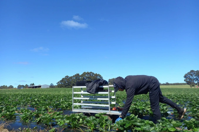 ពលករវៀតណាមចាកចេញពីជប៉ុនទៅអូស្ត្រាលីរកចំណូលរាប់ពាន់លានក្នុងមួយឆ្នាំ - ២ Lao động Việt rời Nhật sang Úc kiếm tiền tỷ mỗi năm - 2