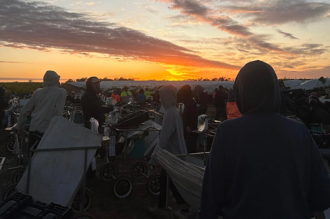 ពលករវៀតណាមចាកចេញពីជប៉ុនទៅអូស្ត្រាលីរកចំណូលរាប់ពាន់លានក្នុងមួយឆ្នាំ - ៣ Lao động Việt rời Nhật sang Úc kiếm tiền tỷ mỗi năm - 3