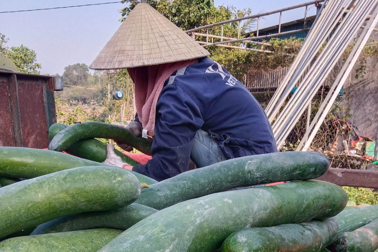 남자는 하늘과 다투고 수레로 수백만 동을 벌 수 있는 과일을 심었다 - 5 Người đàn ông cãi trời, trồng loại quả hái một xe rùa thu cả triệu đồng - 5