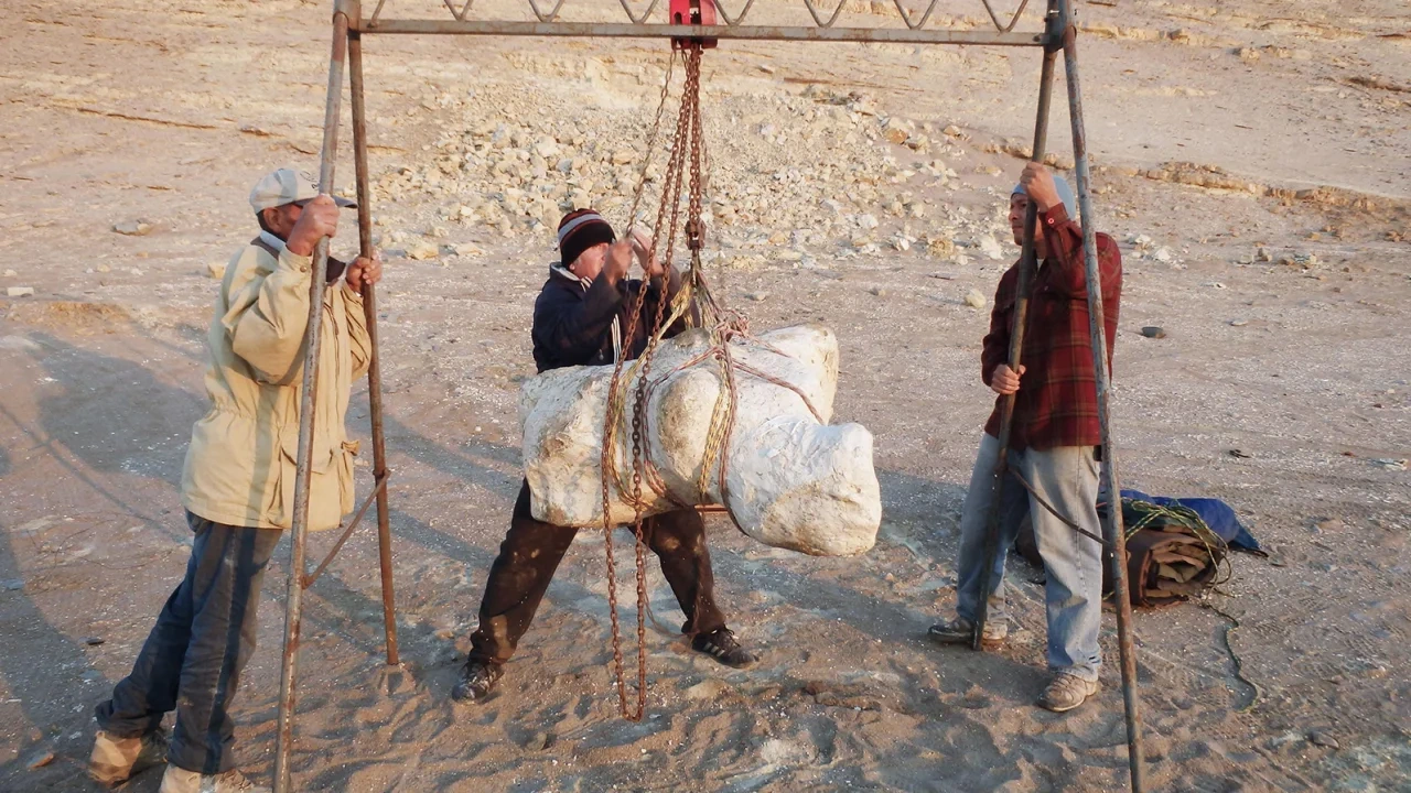 Cá voi cổ đại ở Peru có thể là loài động vật nặng nhất trong lịch sử - 2