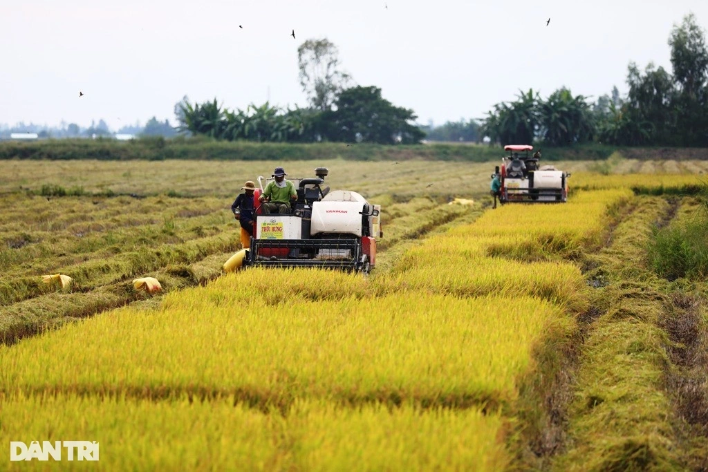 Chất lượng hạt gạo của Việt Nam ngày càng tăng, đạt chuẩn an toàn vệ sinh thực phẩm (Ảnh: Hữu Khoa).