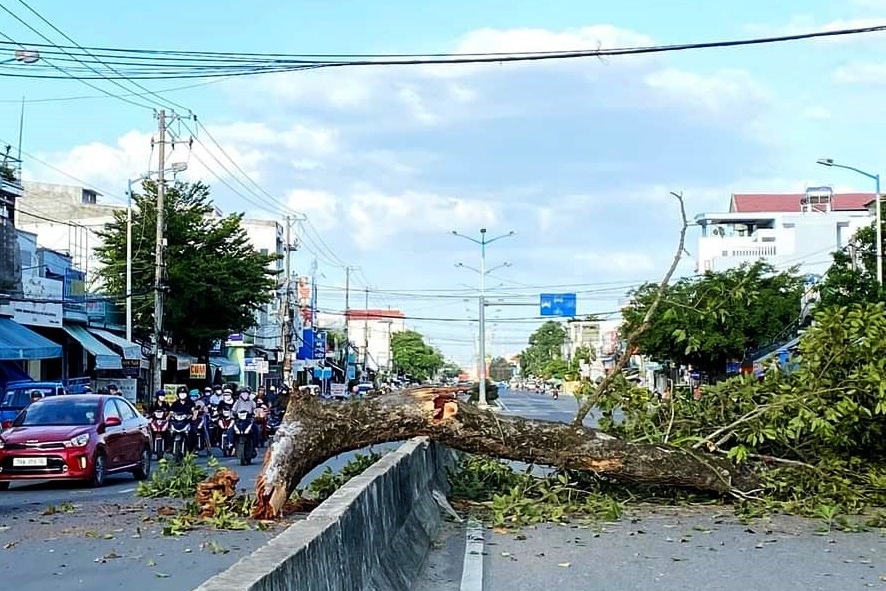 Nhánh cây di sản 300 tuổi gãy, rơi vắt ngang giữa đường - 1