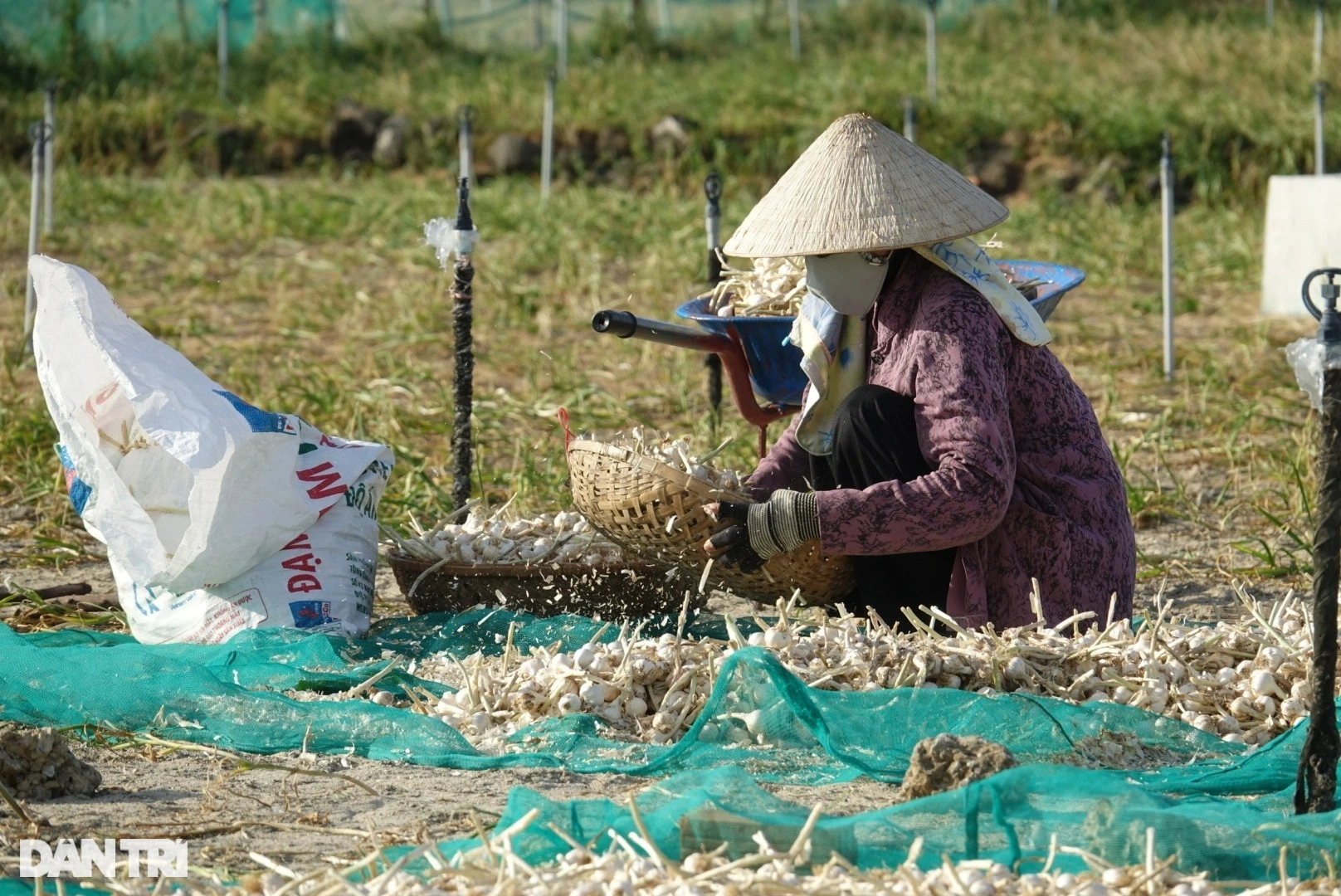 toi-ly-son-quang-ngai-quoc-trieu-edited-edited-1710742839827.jpeg