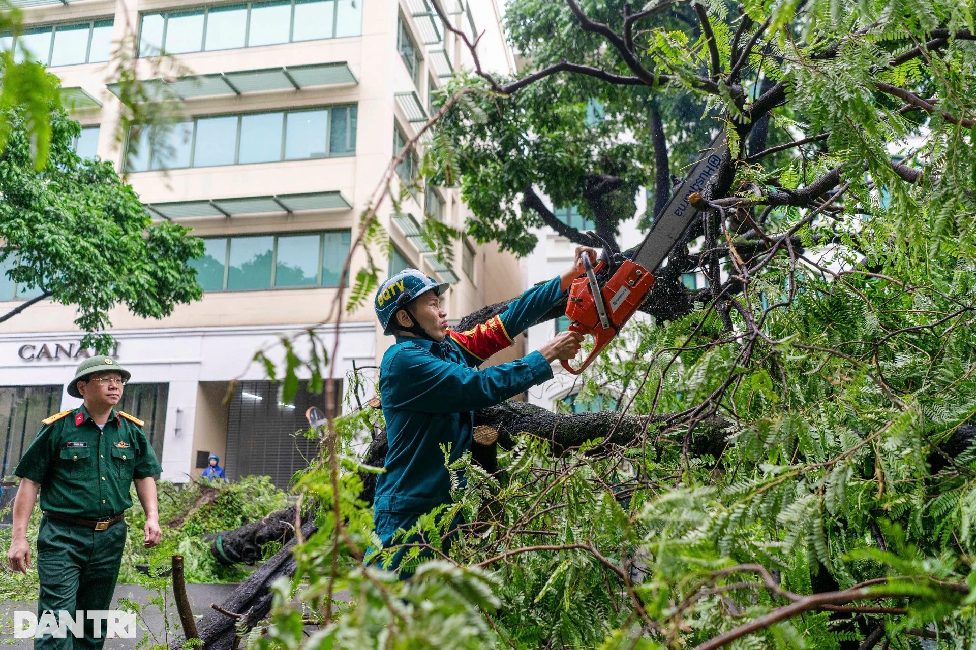 Hà Nội trồng cây xanh theo xu thế, không có kịch bản, thiếu bài bản