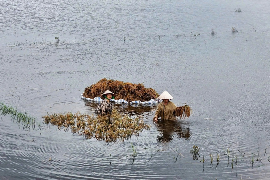 Người dân Hà Nội "mót" từng cọng lúa chìm trong nước, nhiều nhà mất trắng