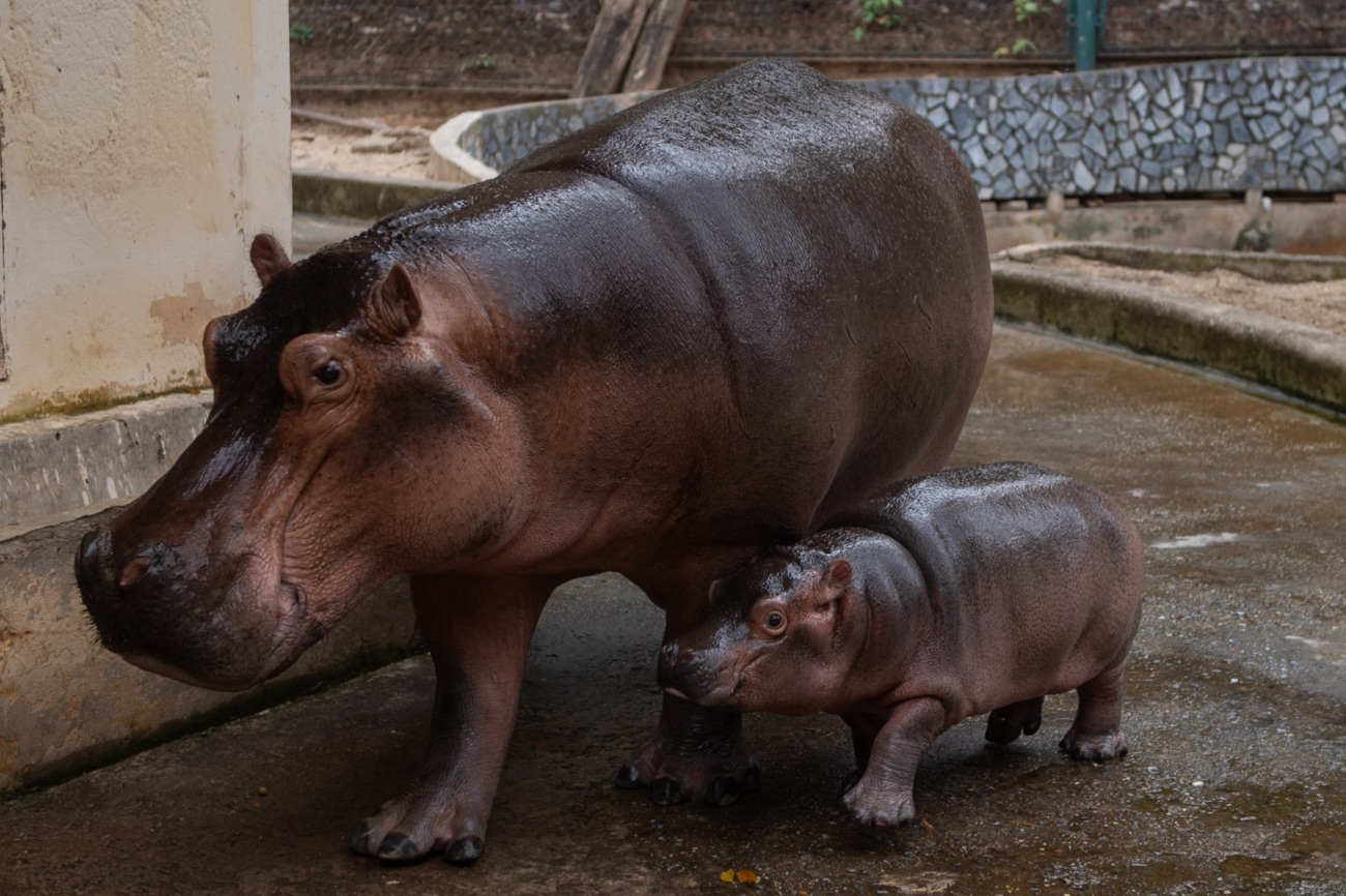 Hà mã con đầu tiên được sinh ra ở Vườn thú Hà Nội, 3 tháng nặng gần 100kg