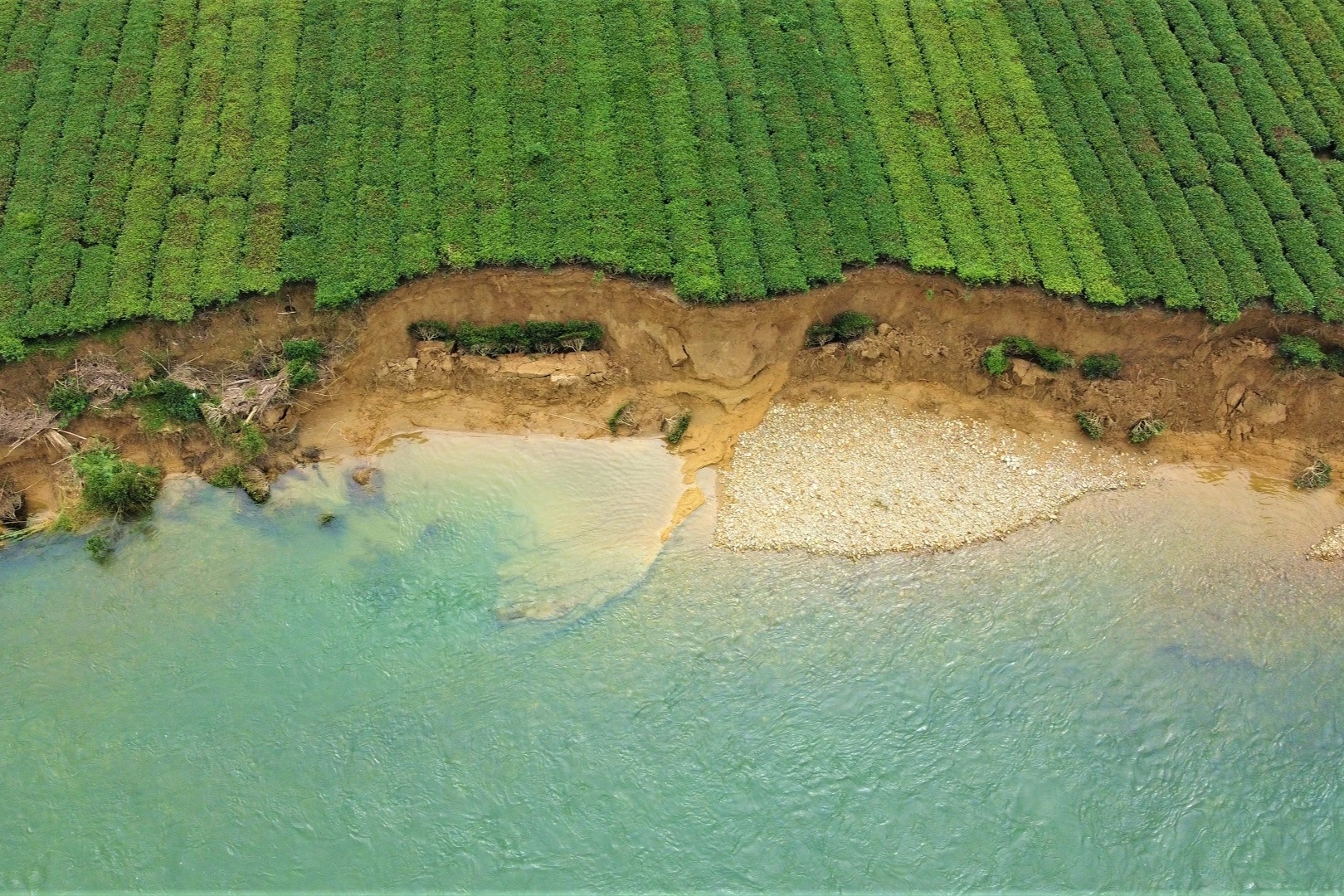 Bờ sông sạt lở, 100ha trồng chè bị "ngoạm" dần