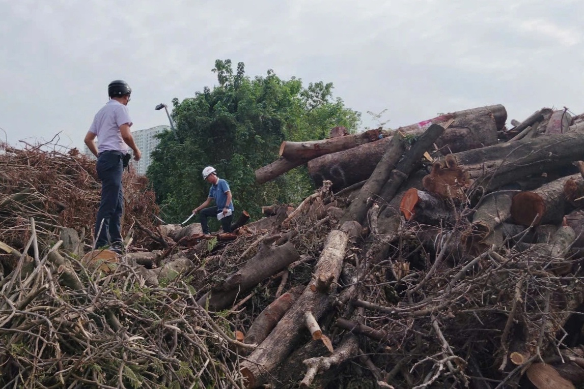 Đấu giá trực tuyến lô gỗ, củi thu được sau siêu bão Yagi ở Hà Nội