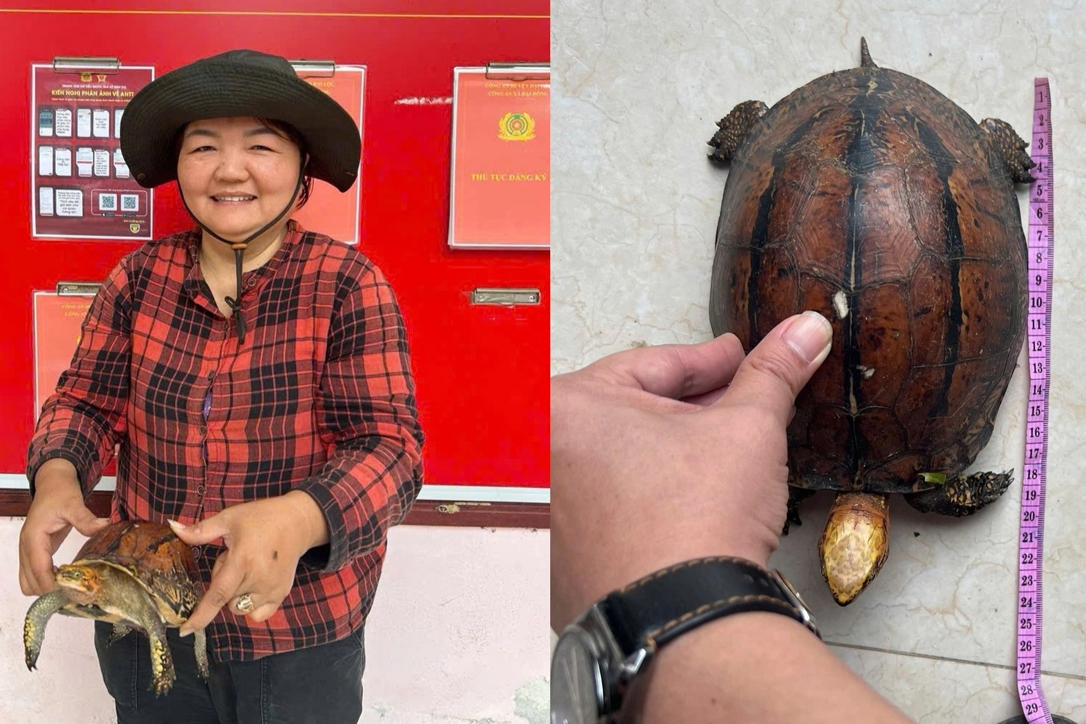 Phát hiện rùa hộp trán vàng quý hiếm, người phụ nữ đến công an giao nộp