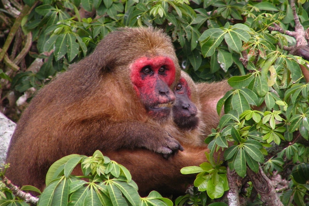 Mua khỉ về nấu cao, người đàn ông bị phạt gần 400 triệu đồng