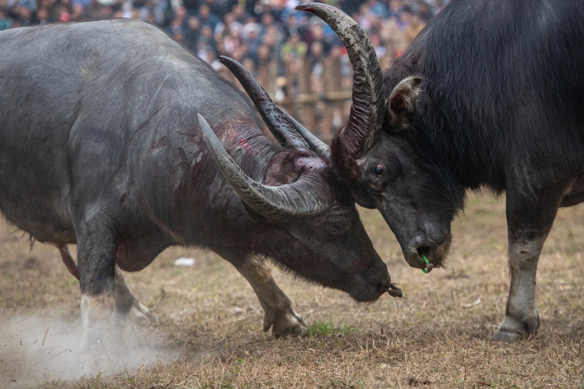 Lễ hội chọi trâu Hải Lựu 2025: Cuộc so tài kịch tính giữa những "ông Cầu"