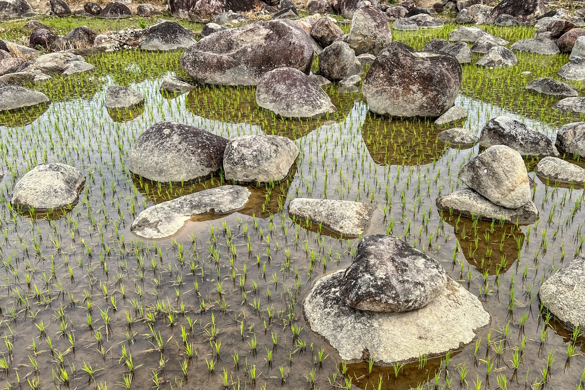 Lạ lẫm những cánh đồng Mêka đá xen trong lúa