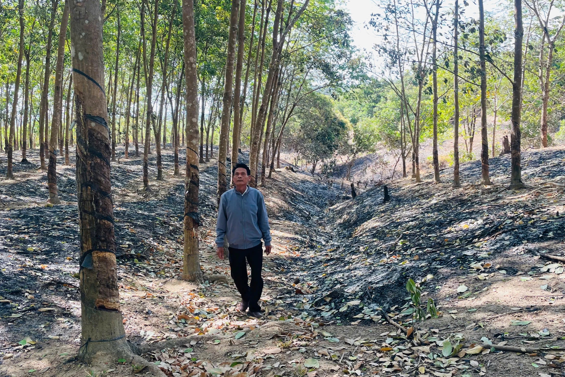 Điều tra vụ hơn 700 cây cao su, điều bị cháy bất thường