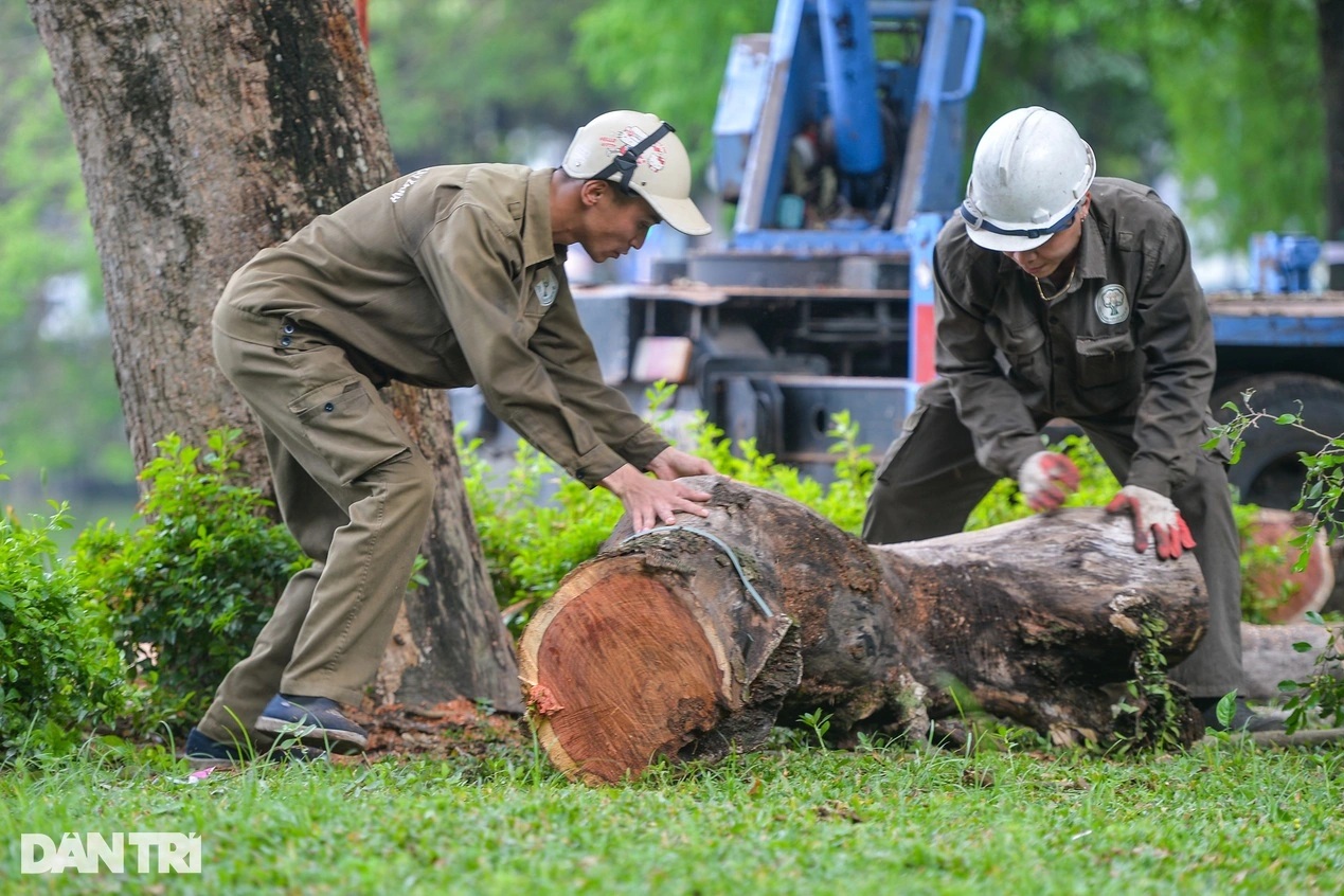 Hà Nội đấu giá 39m3 lõi và vỏ gỗ sưa được gần 155 tỷ đồng