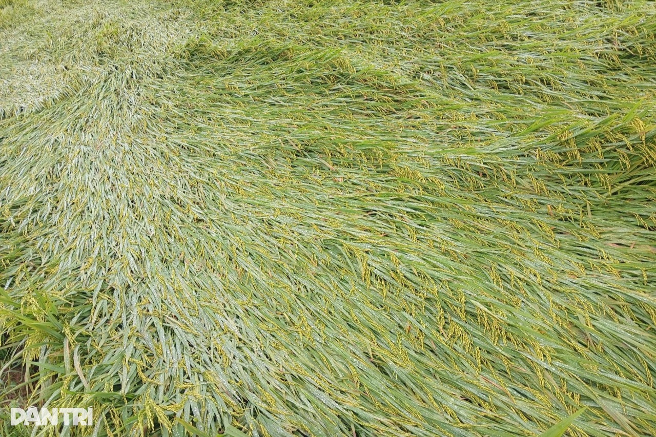 Mưa lớn cùng gió mạnh làm hơn 1.300ha lúa ở Huế bị đổ