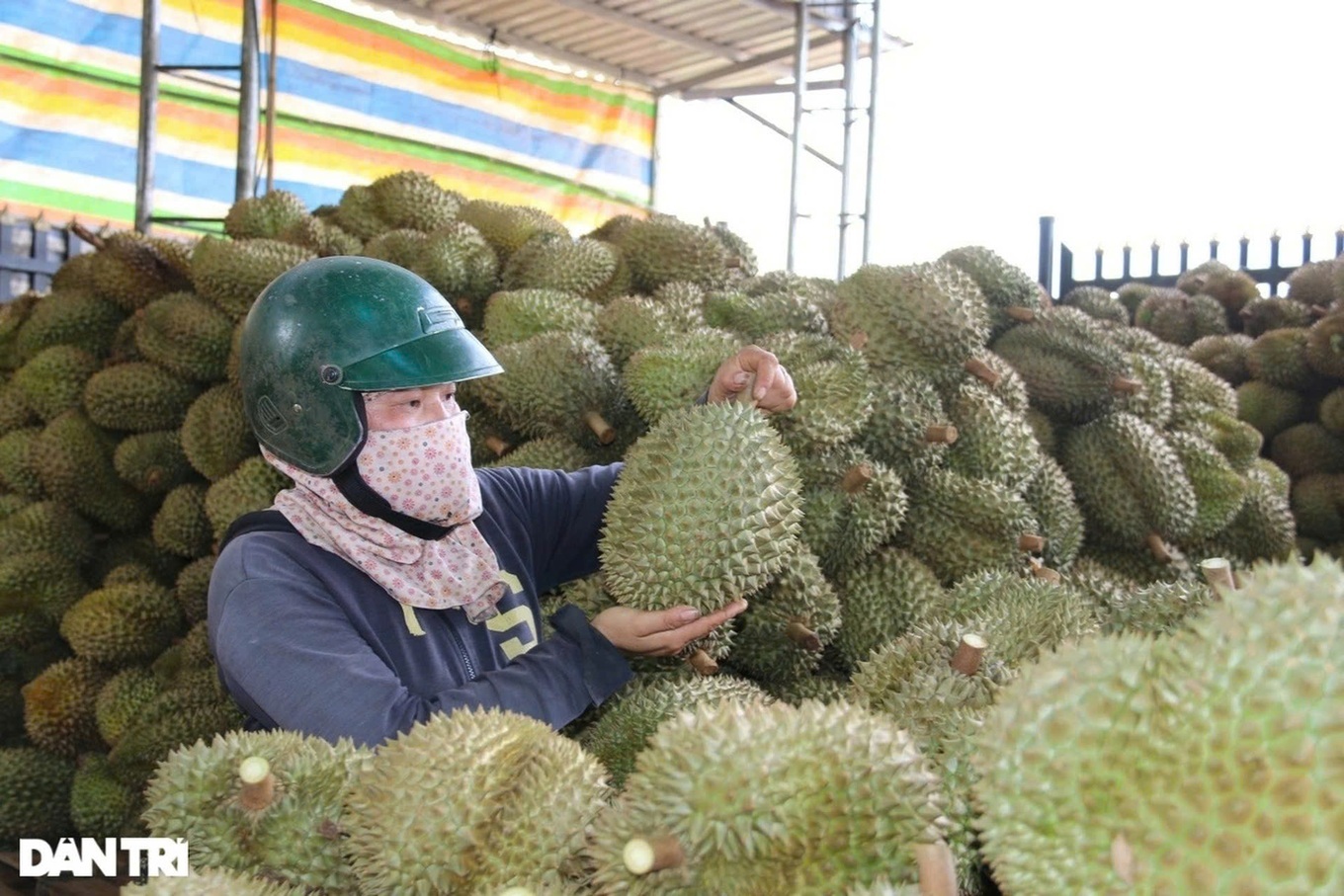 Xuất khẩu sầu riêng sang Trung Quốc sụt giảm nghiêm trọng