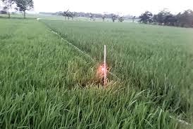 Đang nhậu nổi hứng ra ruộng bắt rắn, bị điện giật chết