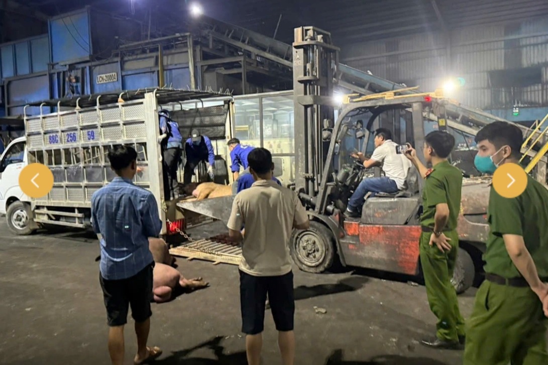 9 con lợn chết bốc mùi hôi thối được mang đi tiêu thụ