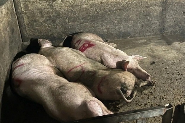 Phát hiện gần 3 tấn thịt lợn dương tính dịch tả lợn châu Phi tại lò mổ