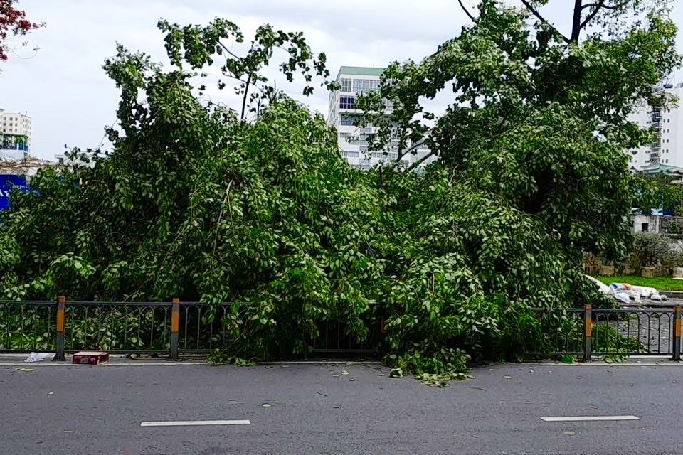 Cây xanh đổ, đè người đi xe máy ở TPHCM