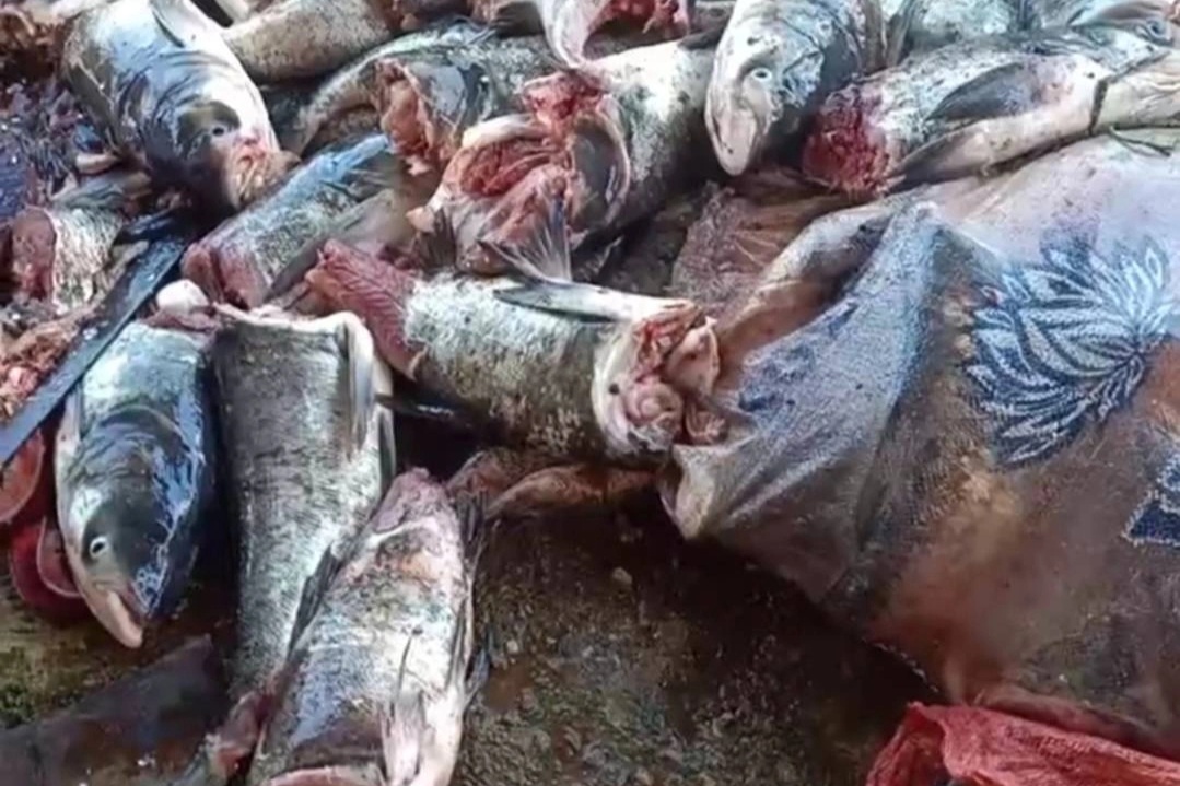 Hàng tạ cá bị chặt đứt thân, trôi theo cửa xả nước hồ Kẻ Gỗ