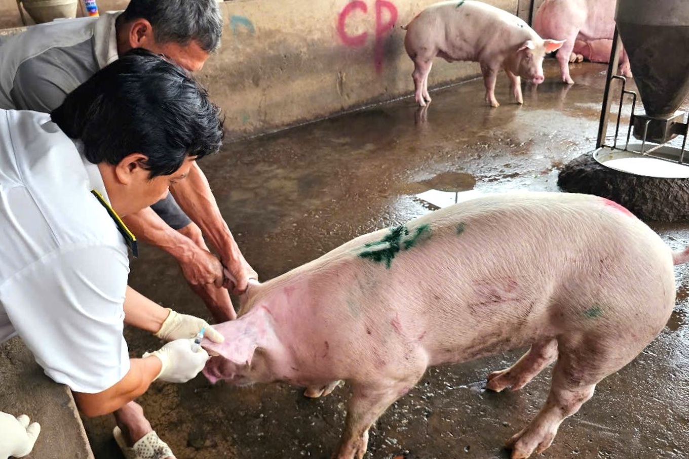 Làm rõ cán bộ thú y đóng dấu kiểm dịch sai lên heo bệnh của Công ty C.P.