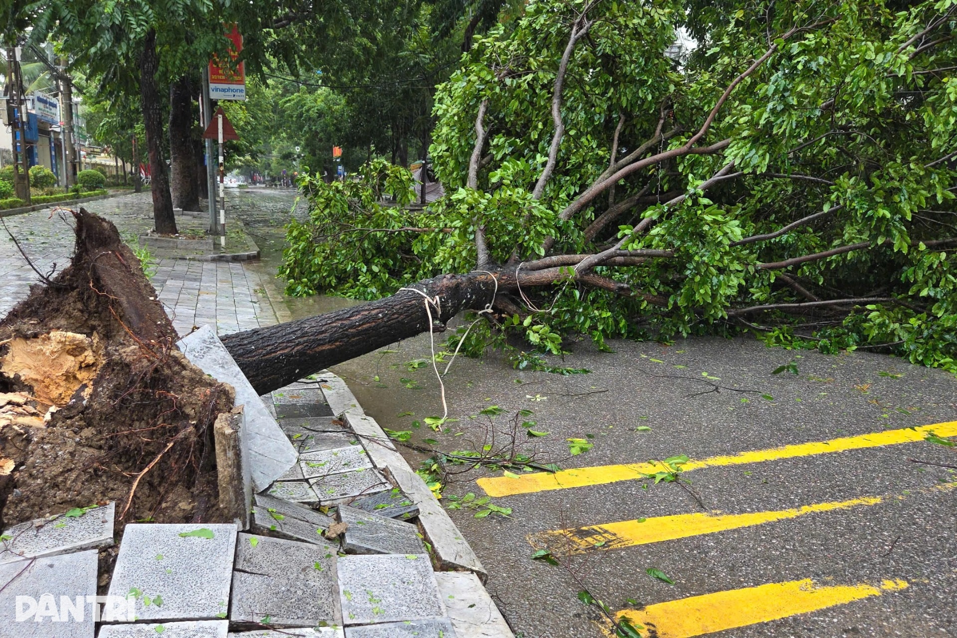 Bão Wipha đã vào Thanh Hóa gây mưa lớn và gió mạnh