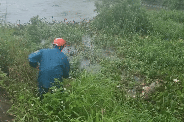 Phát hiện nhiều xác heo nổi trên bờ kè ở Gia Lai