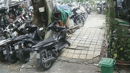 Cây xanh trồi rễ, nguy cơ đổ ở cư xá tại TPHCM