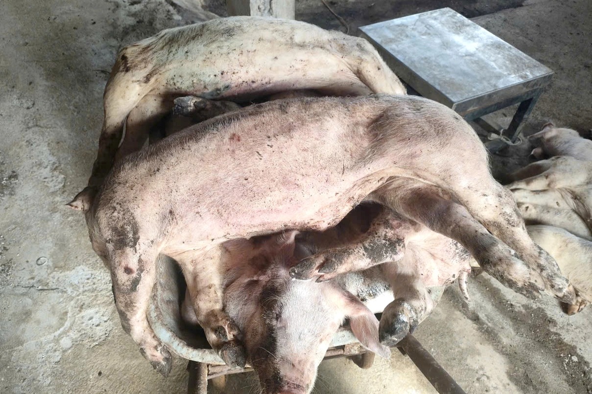 Hàng chục con heo ở Lâm Đồng bỗng lăn ra chết