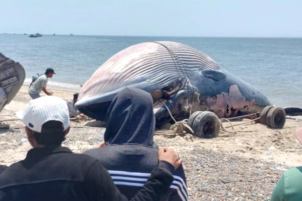 Xác cá voi 8 tấn dạt vào bờ biển Lâm Đồng
