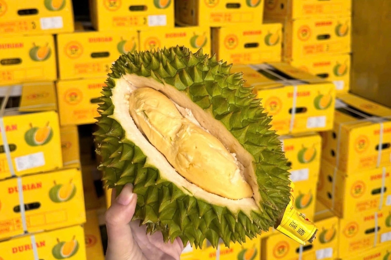 Sầu riêng tươi xuất khẩu có quy trình kiểm soát