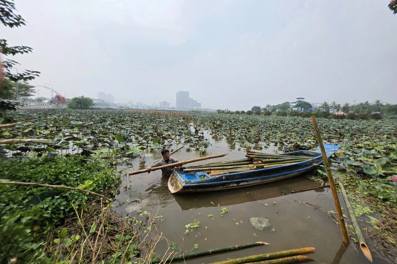 Hà Nội: Công nhân đầm mình dưới hồ sen làm dự án "hồi sinh" sông Tô Lịch