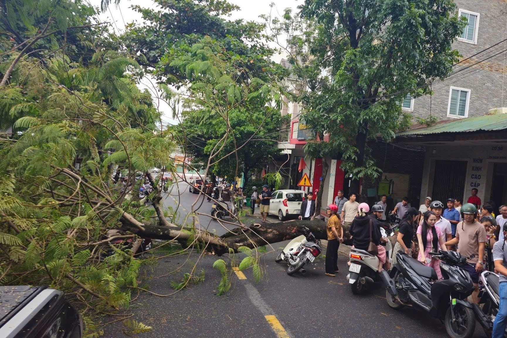 Cây phượng cổ thụ bật gốc, đè trúng 4 người đi xe máy