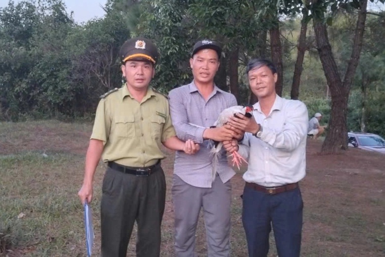 Gà lôi trắng bay lạc vào quán nước