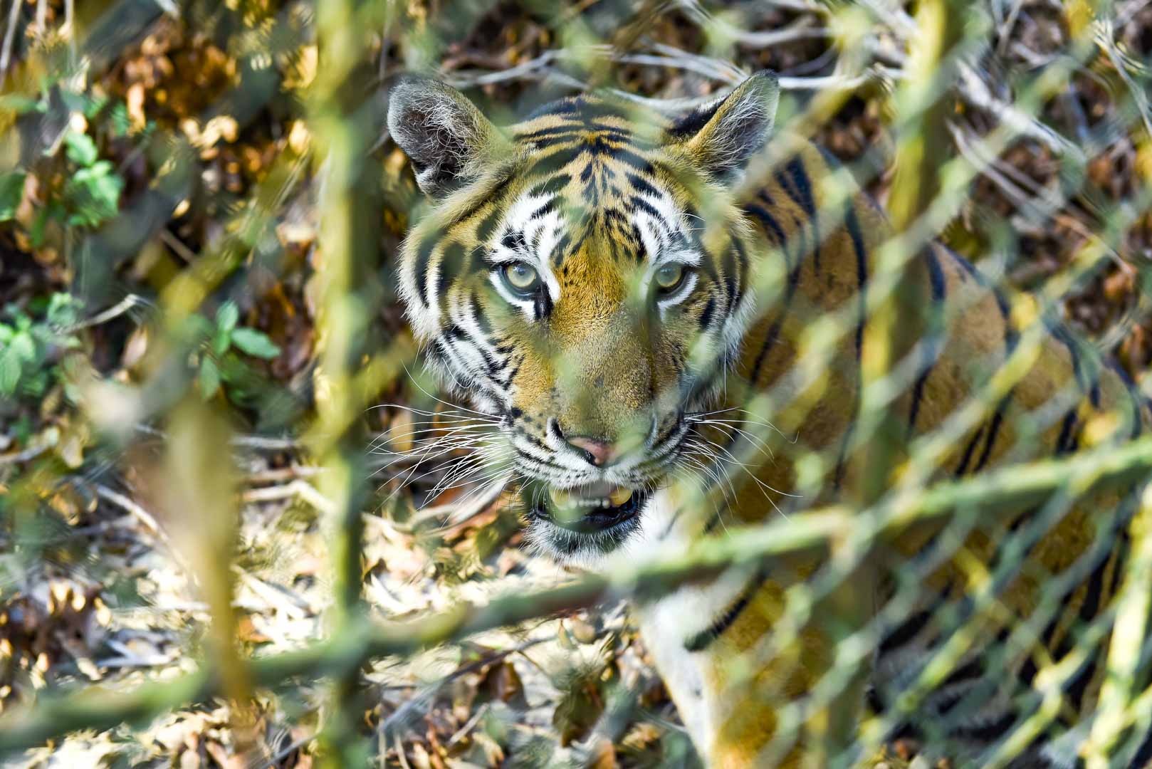 Chưa chốt “số phận” đàn hổ, chủ trại nuôi mỗi ngày mất tiền triệu