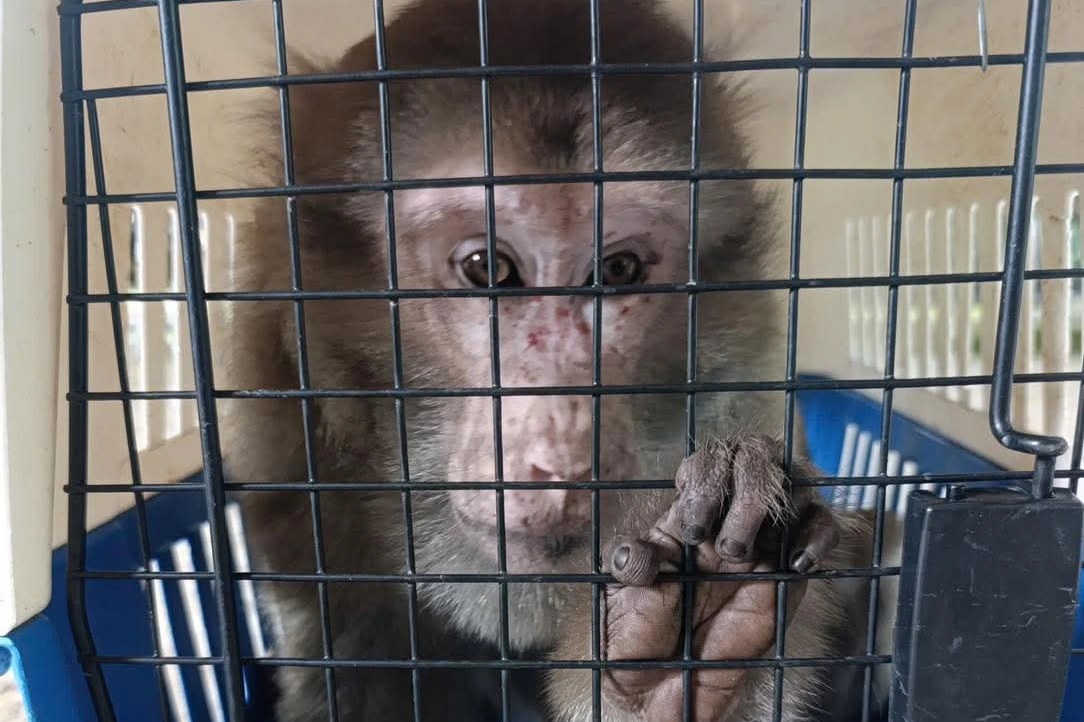 Người dân giao nộp khỉ mốc quý hiếm cho Vườn quốc gia Pù Mát